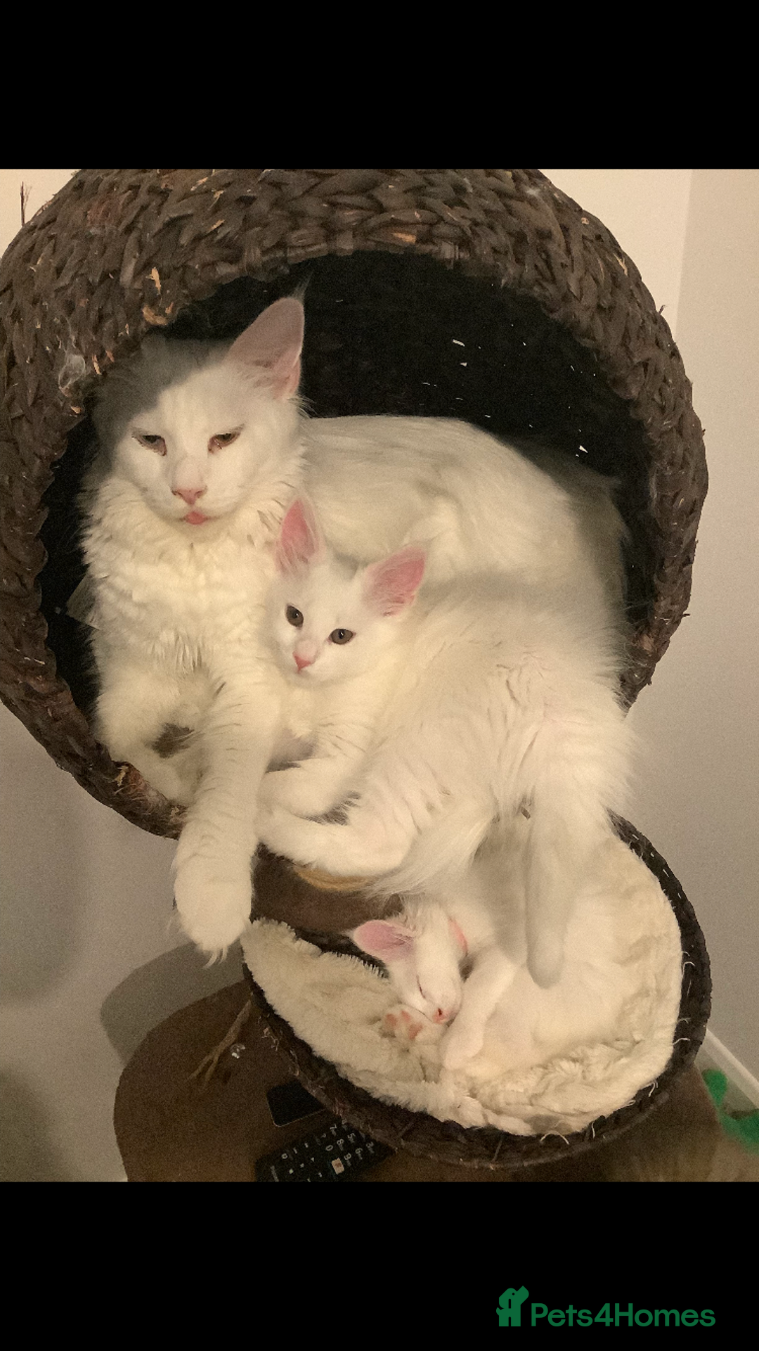 Maine Coon cats for sale: Beautiful GCCF Maine Coons  - Advert 4