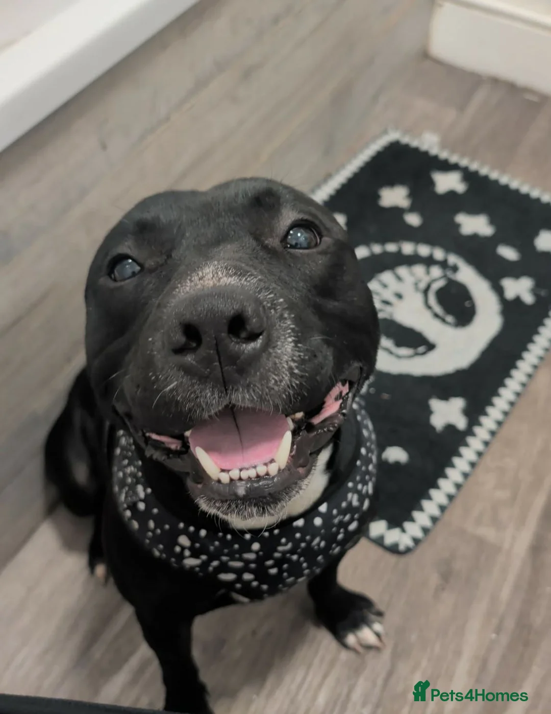 Staffordshire Bull Terrier dogs for sale: 2 Year old Bam  - Advert 2
