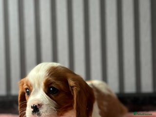 Cavalier King Charles Spaniel dogs Last 2 boy King Charles cavaliers - Advert 15