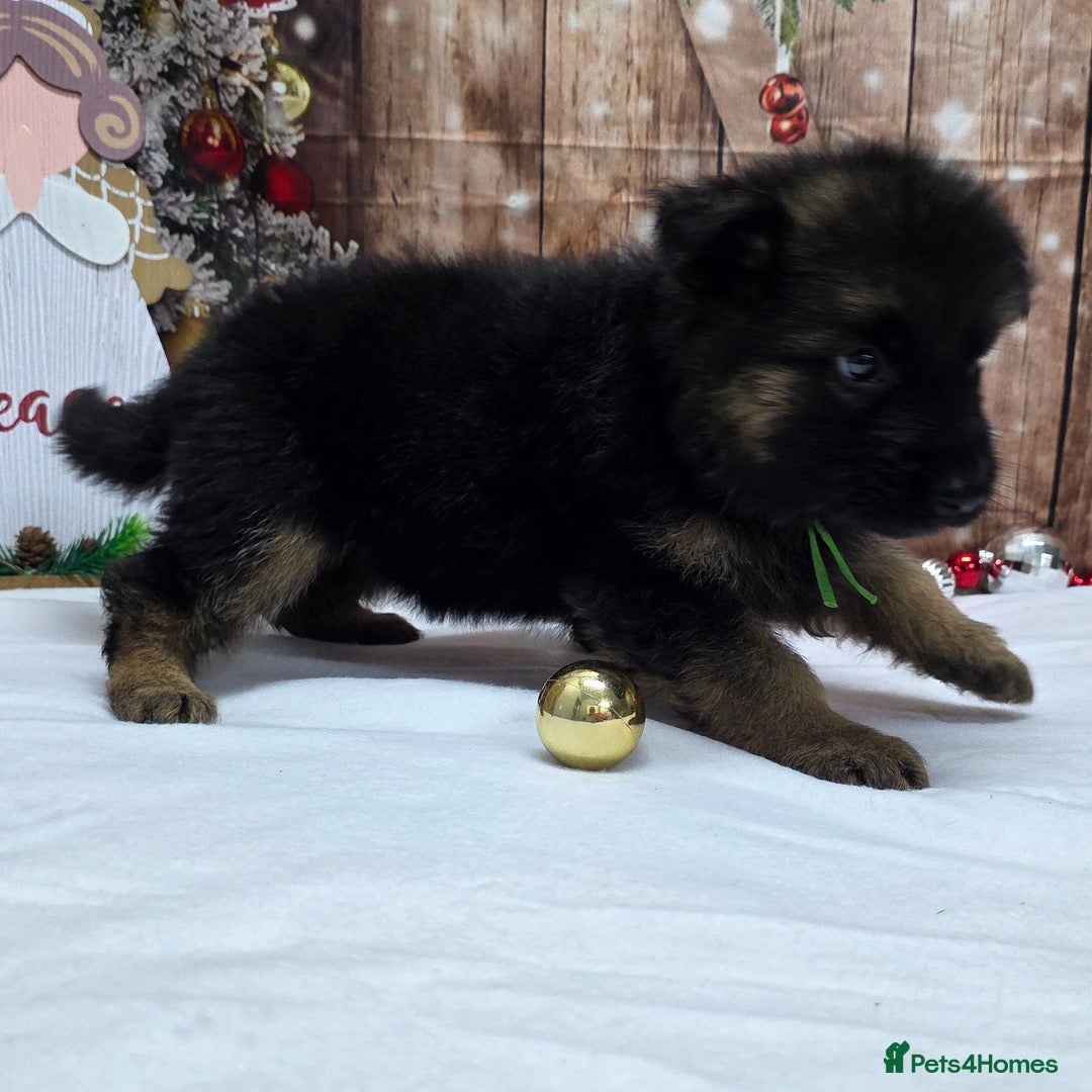 German Shepherd dogs for sale:  Kc Purebred German Shepherd  - Advert 14