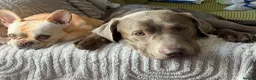 Labrador Retriever dogs for sale: Winston stunning lab  in Gateshead - Advert 1
