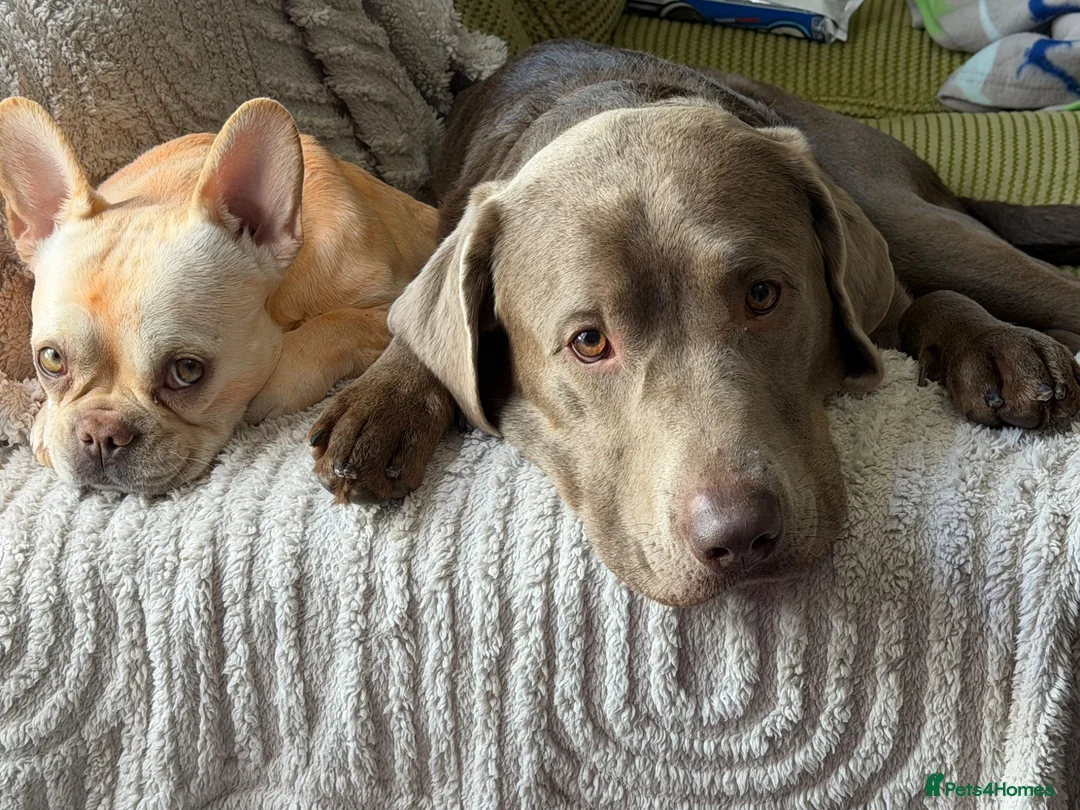 Labrador Retriever dogs for sale: Winston stunning lab  in Gateshead - Advert 1