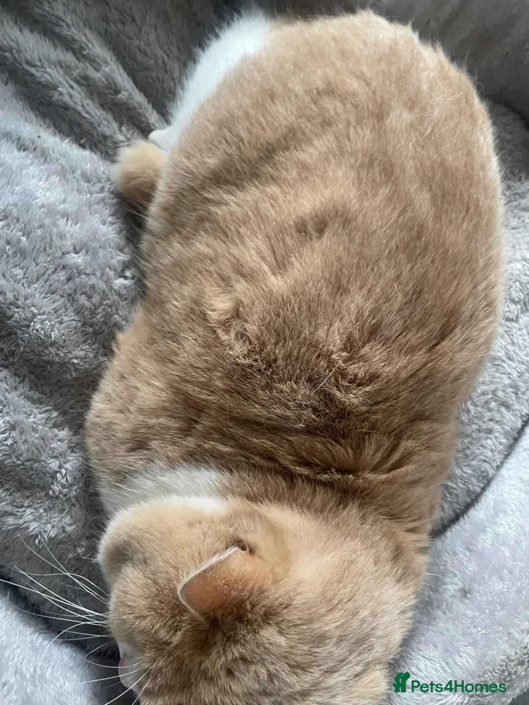 British Shorthair cats for sale: Handsome Ginger & White British Shorthair Male - Advert 5