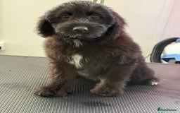 Aussiedoodle dogs for sale: Aussiedoodle Puppy 9 - Image 6