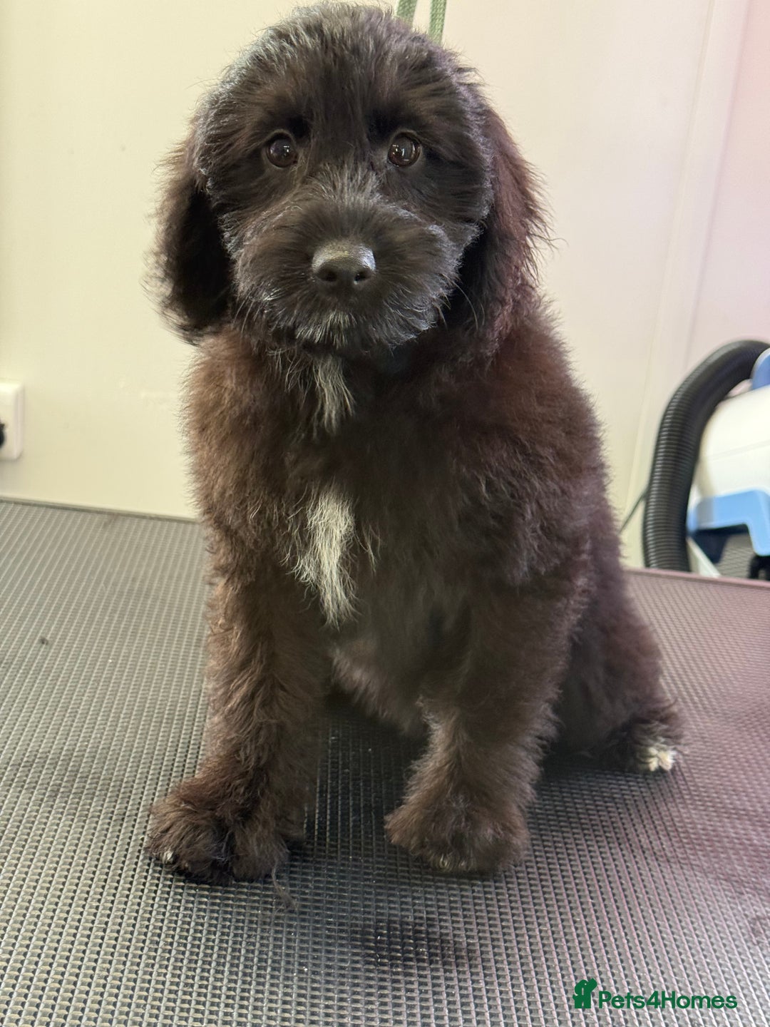 Aussiedoodle dogs for sale: Aussiedoodle Puppy 9 - Image 6