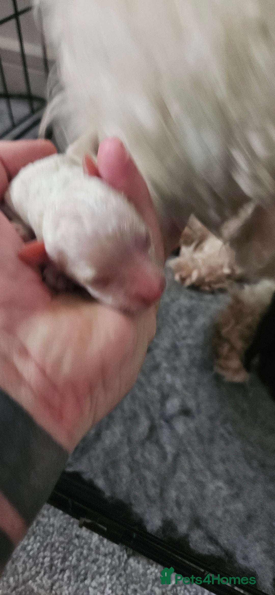 Toy Poodle dogs for sale: Beautiful Toy Poodles - Advert 5