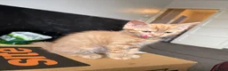 Domestic Shorthair cats for sale: 🐾 Adorable Kittens Ready for Loving Homes - Advert 10
