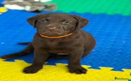 Labrador Retriever dogs for sale: Exceptional KC Chocolate Labrador Puppies - Image 22