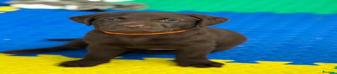 Orange collar Male