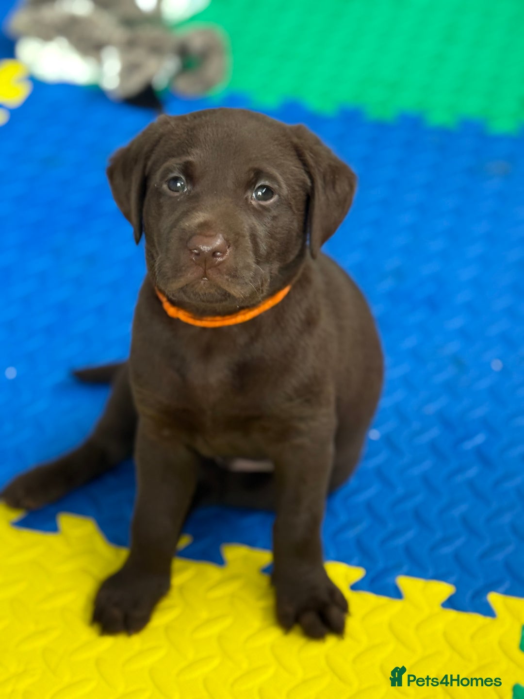 Labrador Retriever dogs for sale: Exceptional KC Chocolate Labrador Puppies - Image 22