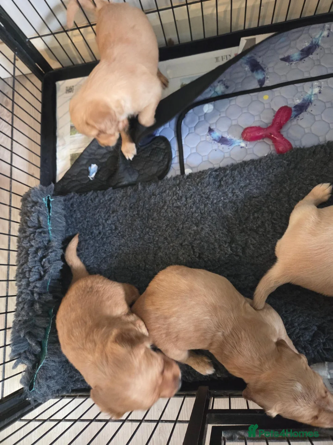 Mixed Breed dogs for sale: Golden Retriever x Cocker Spaniel Females - Advert 8