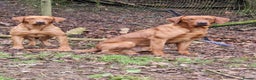 Labrador Retriever dogs for stud: Stunning Fox Red Labrador at stud  in Gloucester - Advert 18