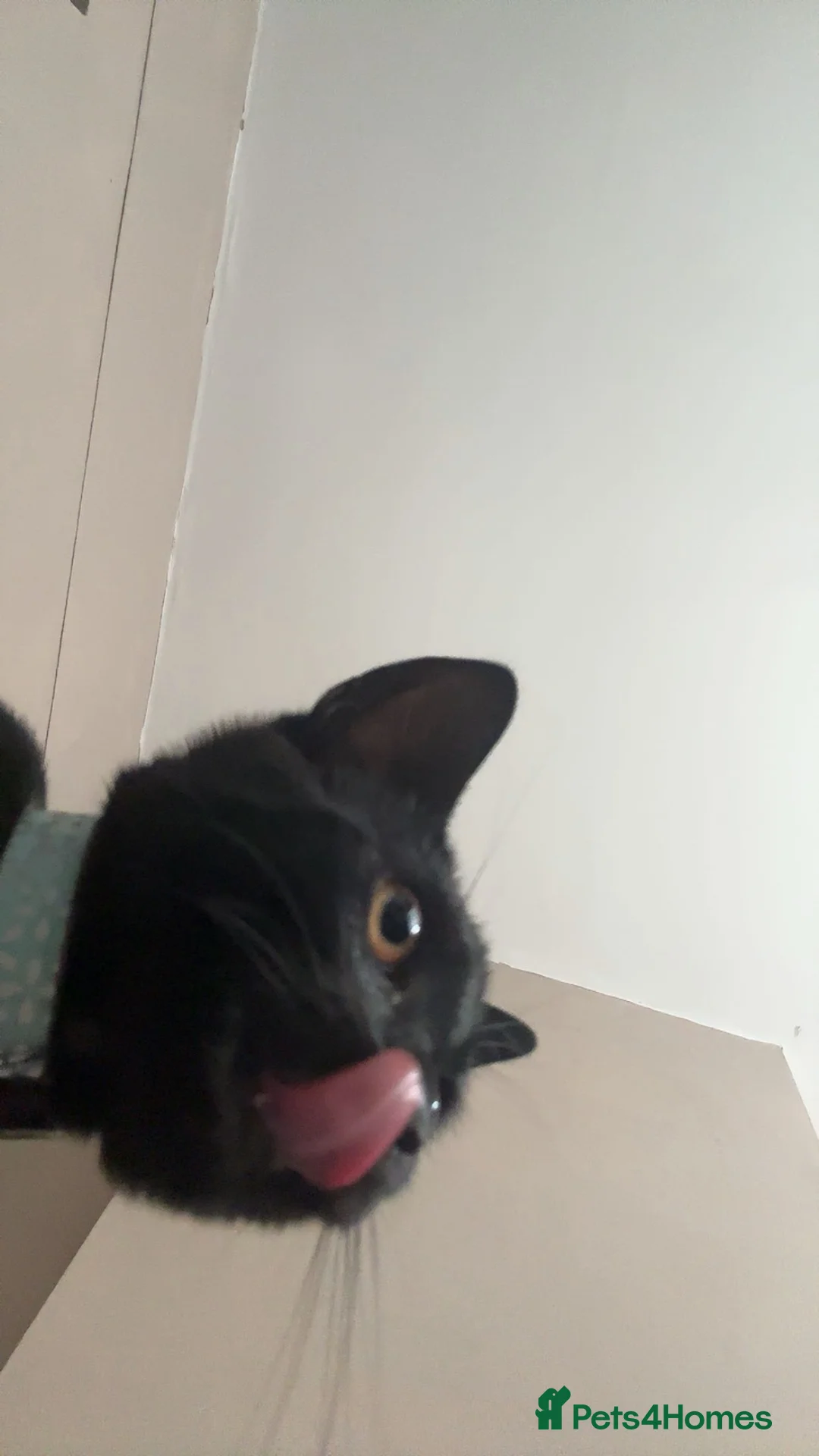 Domestic Shorthair cats for sale: Emily- Cat for Rehome  - Advert 2