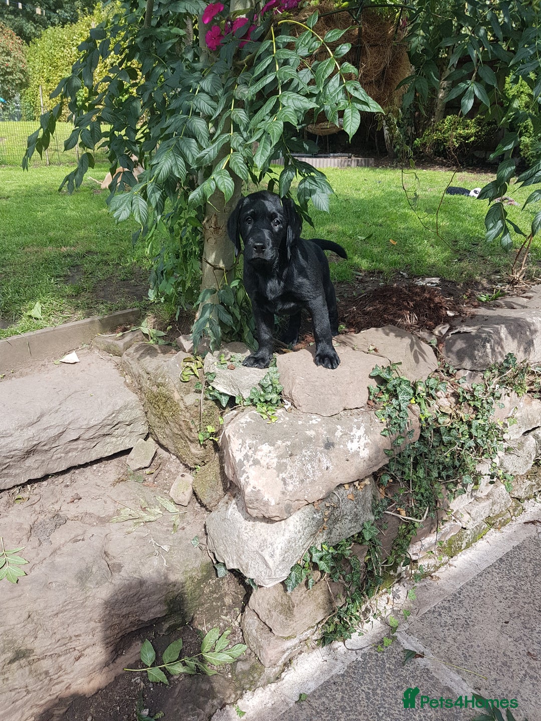Labrador Retriever dogs for sale: KC Registered Labrador puppies  - Image 34