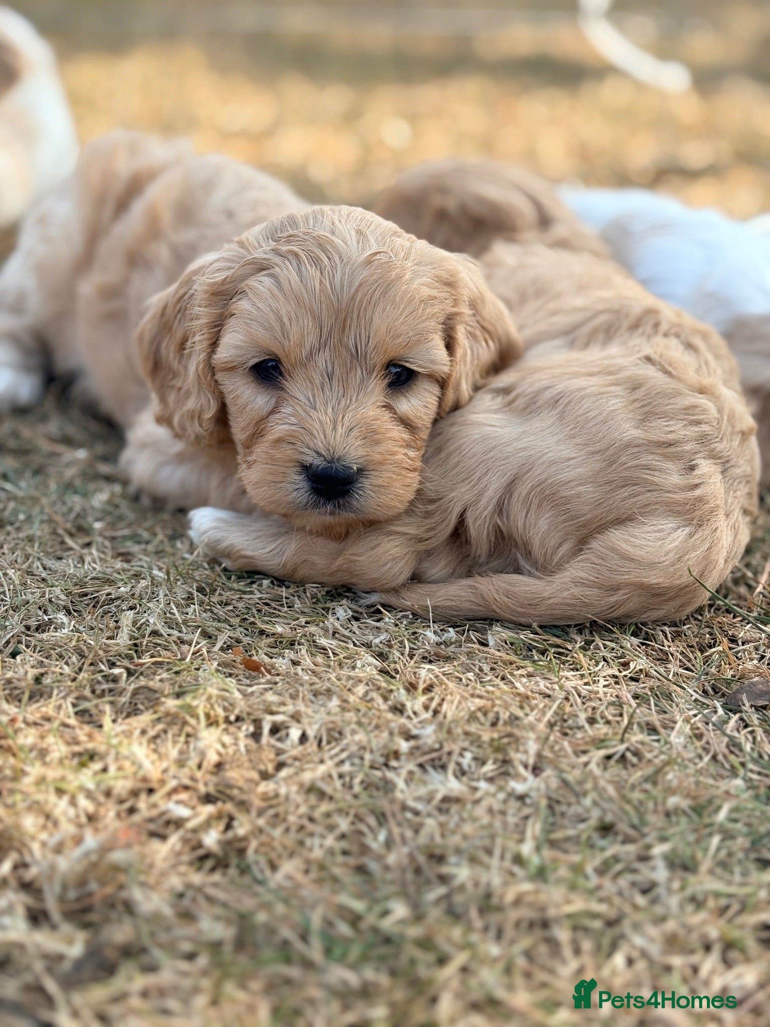 Cavapoo dogs Cavapoo puppies - Advert 8