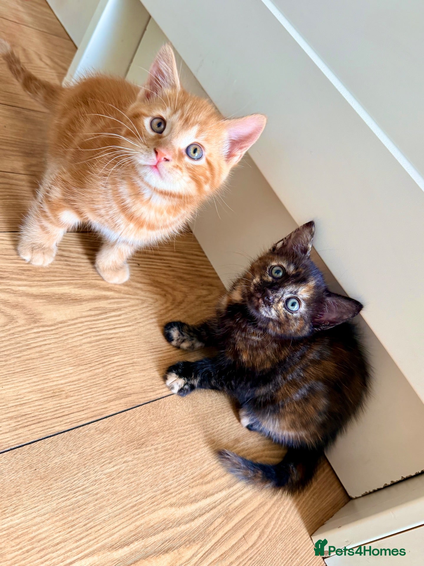 Mixed Breed cats Kittens - Advert 7
