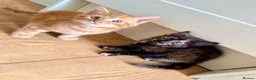 Mixed Breed cats for sale: Kittens - Advert 1