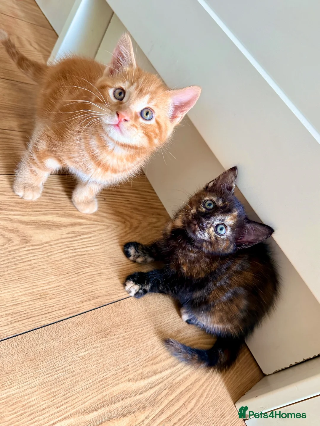 Mixed Breed cats for sale: Kittens - Advert 1