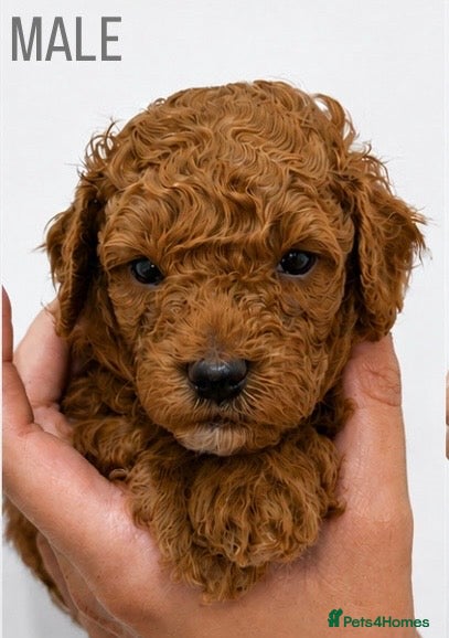 Cavapoo dogs BEAUTIFUL CAVAPOO PUPPIES 🐾 - Advert 2