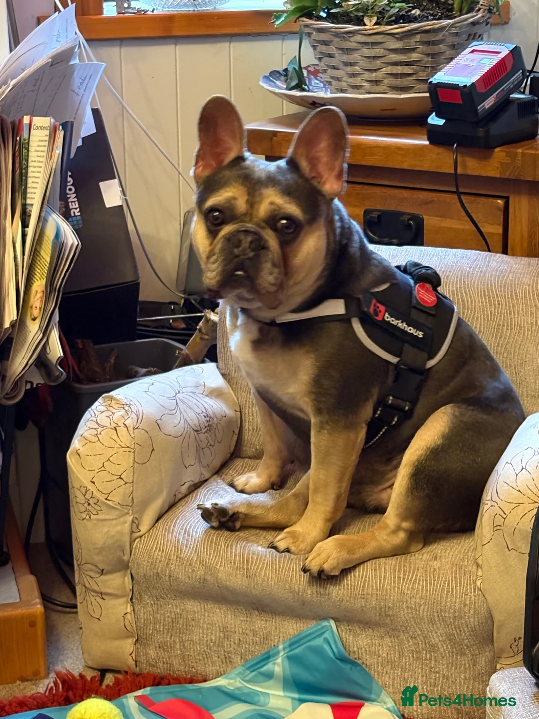 French Bulldog dogs for sale: Harvey the pedigree Frenchie - Advert 2
