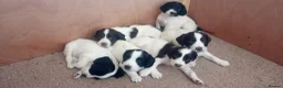 English Springer Spaniel dogs for sale: English springer spaniel pups  - Advert 28