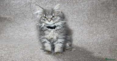 Maine Coon cats - Advert 3