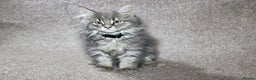 Maine Coon cats for sale: Plush PusZ XXL TICA registered Maine Coon Kittens - Advert 2