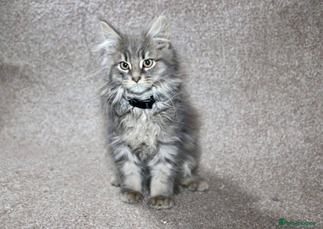 Maine Coon cats for sale: Plush PusZ XXL TICA registered Maine Coon Kittens - Advert 2