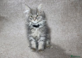 Maine Coon cats - Advert 2