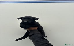 Belgian Shepherd Dog dogs for sale: Belgian Malinois Puppies For Sale  - Image 13