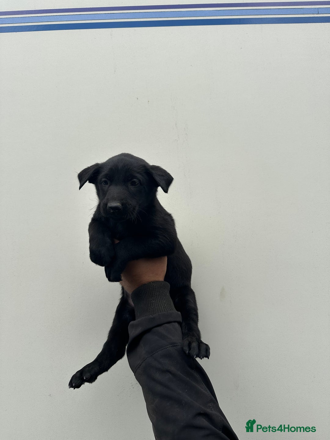 Belgian Shepherd Dog dogs for sale: Belgian Malinois Puppies For Sale  - Image 13