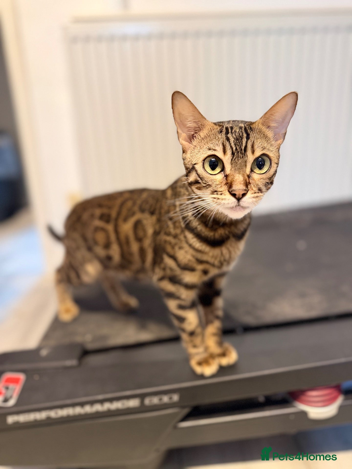 Mixed Breed cats kitten from a Bengal and a tuxedo cat - Advert 4