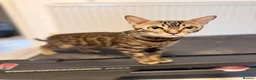 Mixed Breed cats for sale: kitten from a Bengal and a tuxedo cat in Exeter - Advert 1