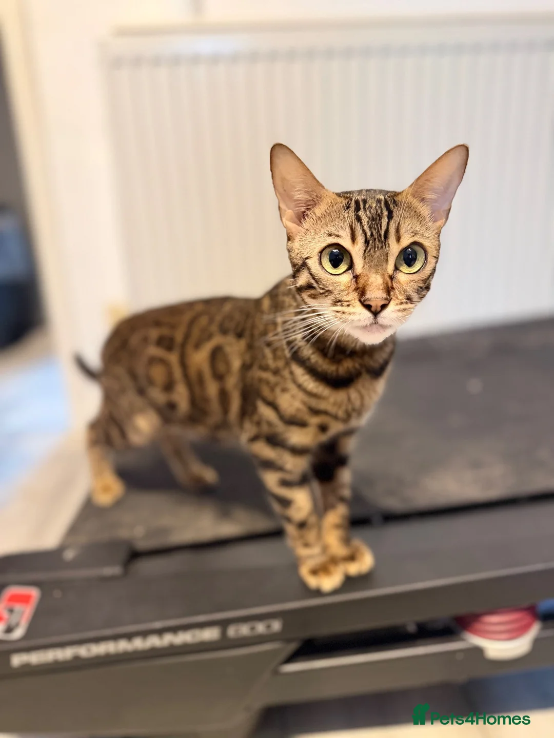 Mixed Breed cats for sale: kitten from a Bengal and a tuxedo cat in Exeter - Advert 1