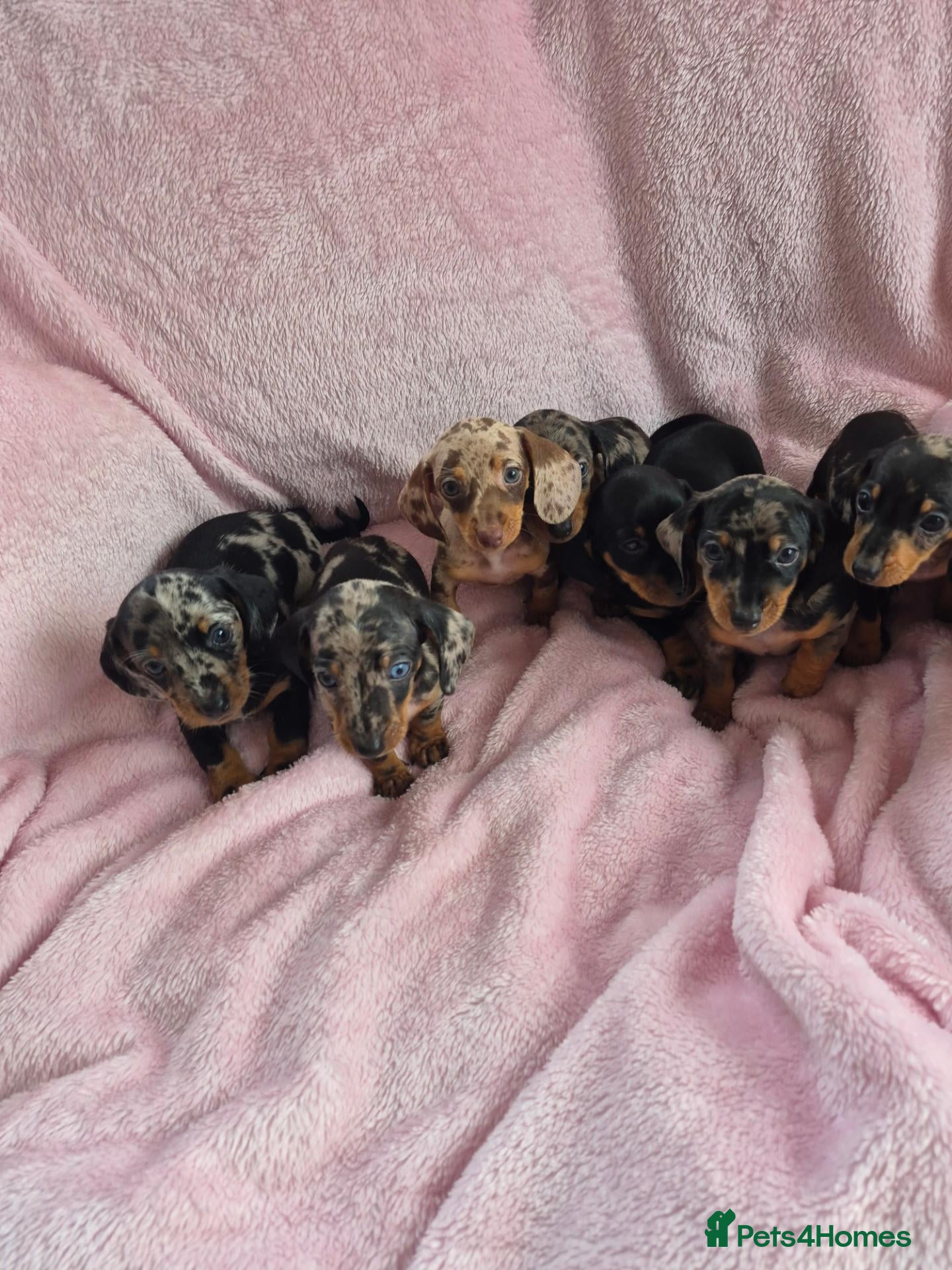 Miniature Dachshund dogs Beautiful minature dachshund puppies  - Advert 2