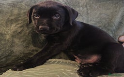 Mixed Breed dogs for sale: Beautiful Labrottie black boy  - Image 4