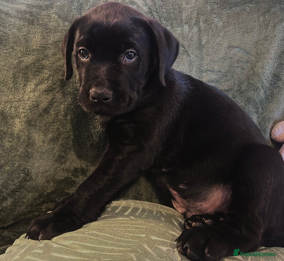 Mixed Breed dogs for sale: Beautiful Labrottie black boy  - Image 4
