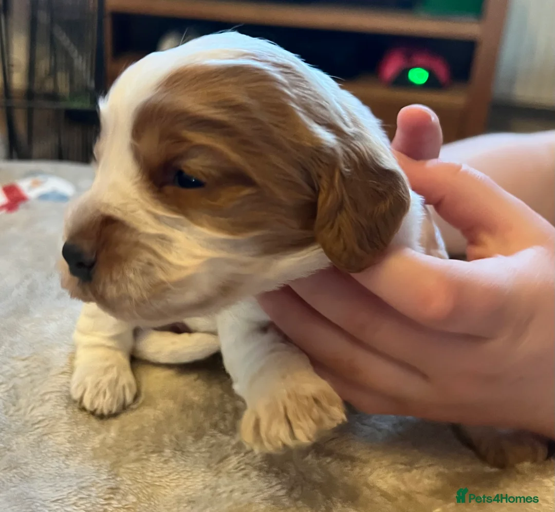 Cockapoo dogs for sale: 4 beautiful cockapoo puppies  - Advert 19