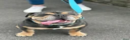 English Bulldog dogs for sale: KC English bulldog puppies  - Advert 26