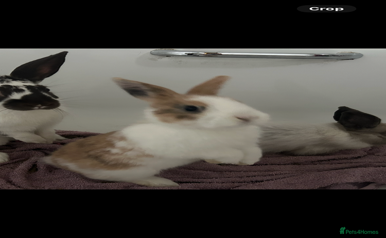 Mixed Breed rabbits - Advert 15