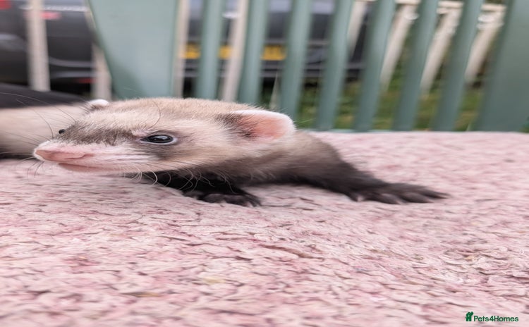 Ferret rodents - Advert 1