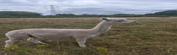 Alpaca livestock for sale: 4 castrated alpacas in Winsford - Advert 3