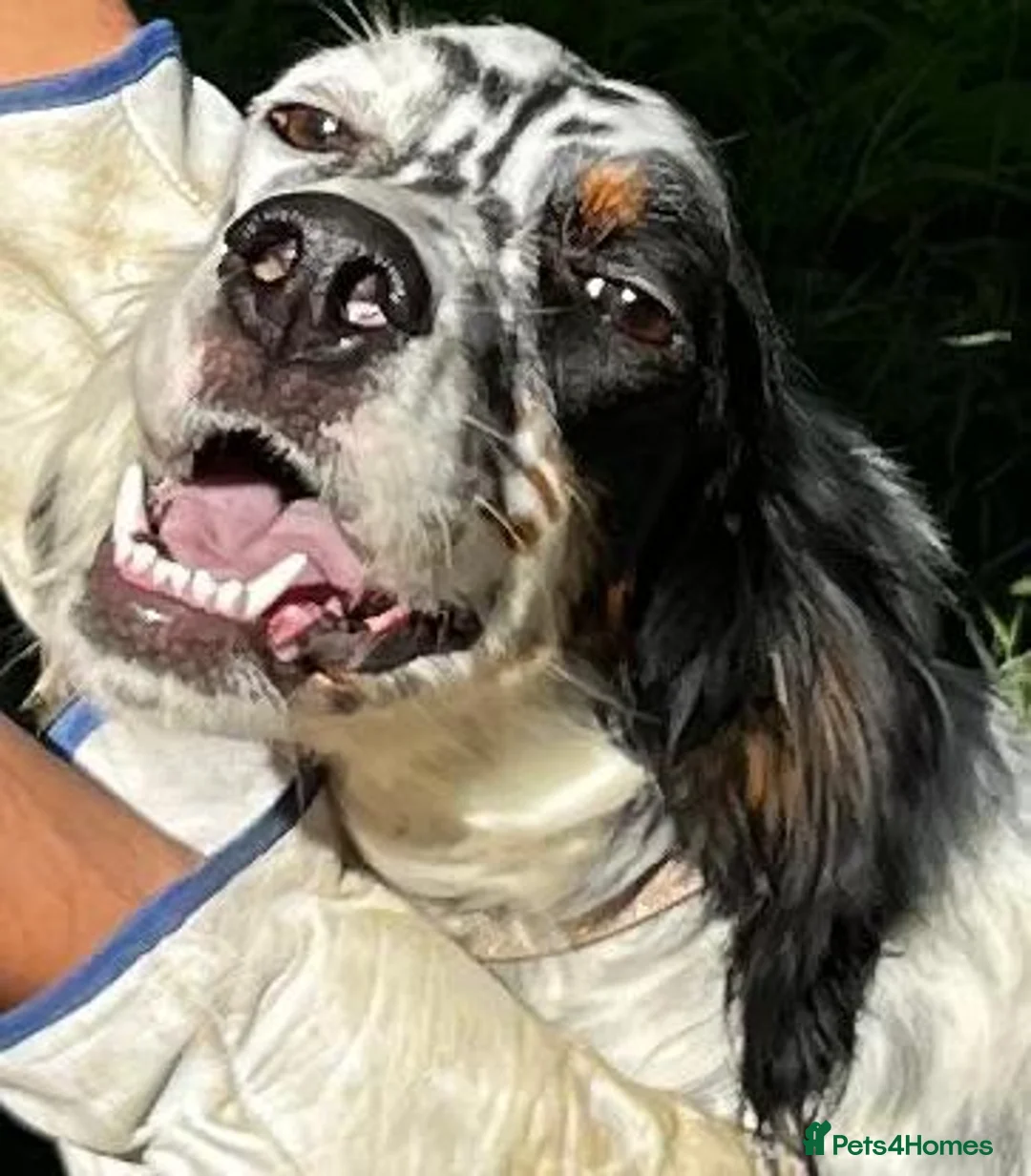 English Setter dogs for adoption: Noemi  in Worthing - Advert 10