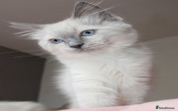 Ragdoll cats for sale: Purebred Ragdoll  - Image 8