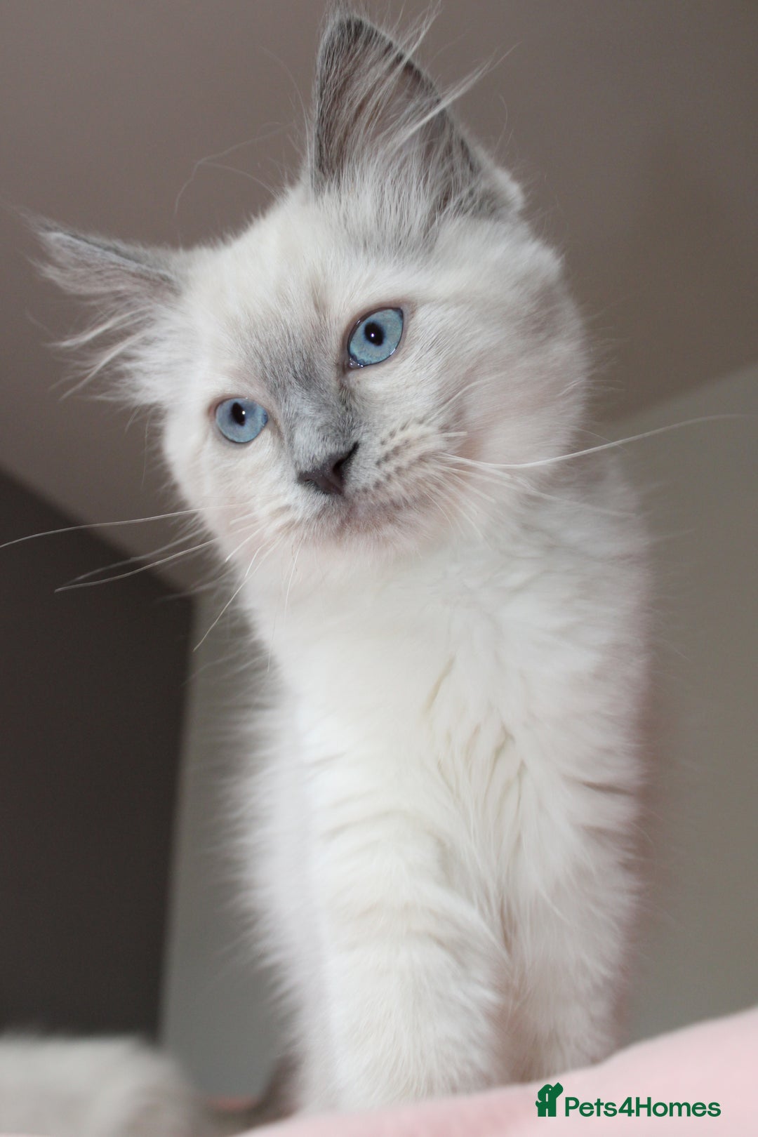 Ragdoll cats for sale: Purebred Ragdoll  - Image 8
