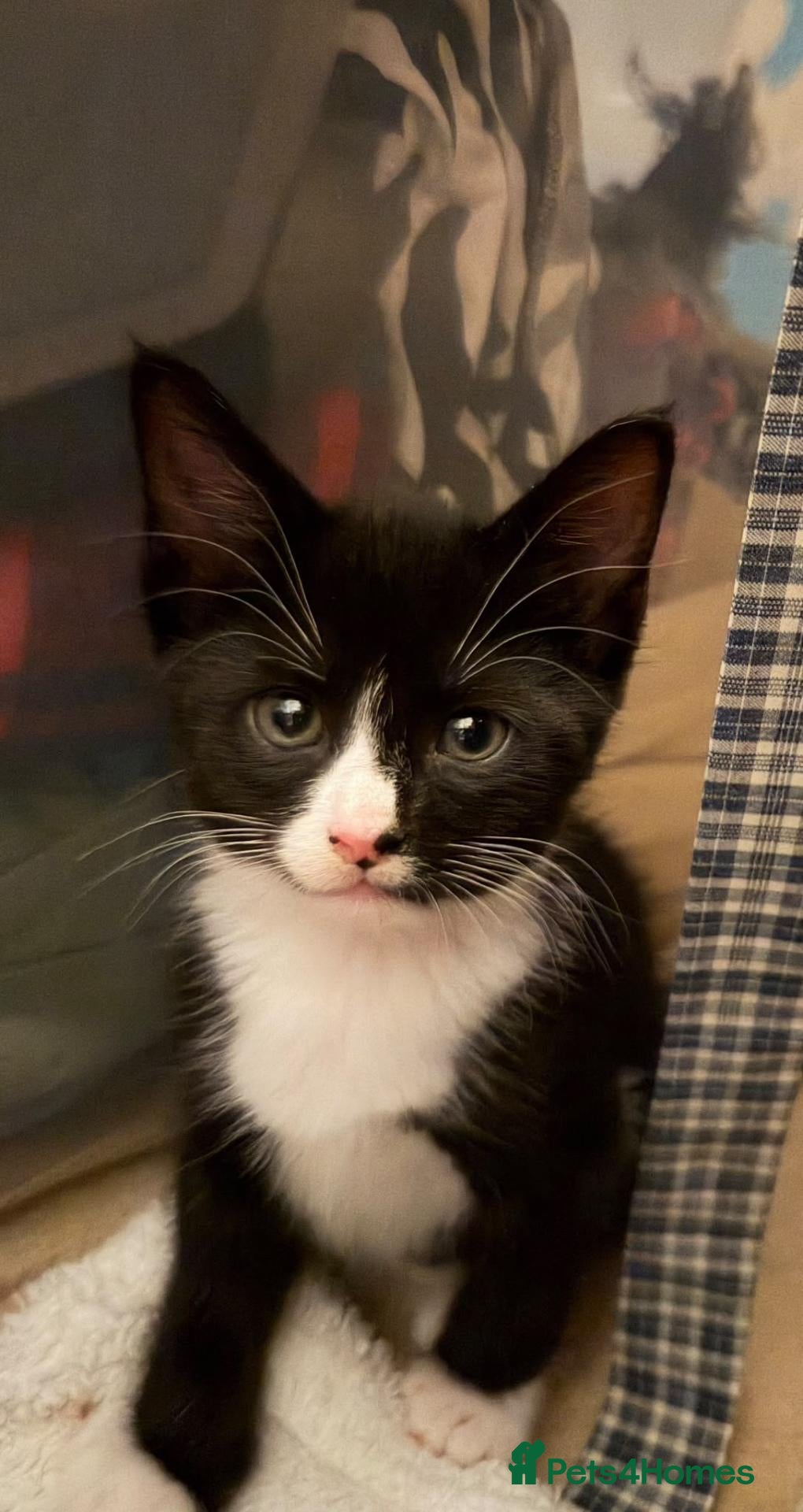 Mixed Breed cats Kittens - Advert 3