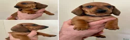 Dachshund dogs for sale: Standard Smooth Coat Dachshunds in Diss - Advert 15