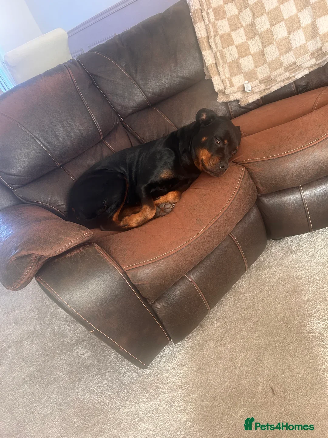 Rottweiler dogs for sale: Rottweiler girl for rehome - Image 13