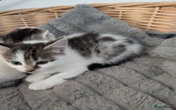 Maine Coon cats for sale: Maine coone cross  - Image 3