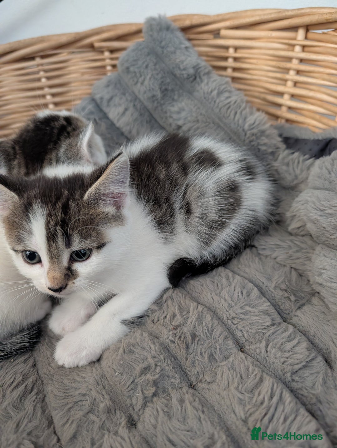 Maine Coon cats for sale: Maine coone cross  - Image 3